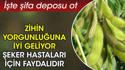 Zihin yorgunluğuna iyi geliyor. Şeker hastaları için faydalıdır. İşte şifa deposu ot