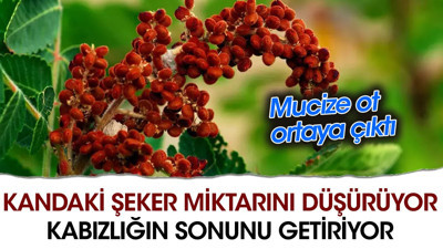 Kandaki şeker miktarını düşürüyor. Kabızlığın sonunu getiriyor. Mucize ot ortaya çıktı