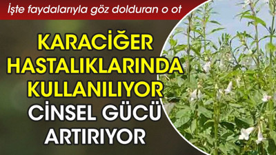 Karaciğer hastalıklarında kullanılıyor. Cinsel gücü artırıyor. İşte faydalarıyla göz dolduran o ot