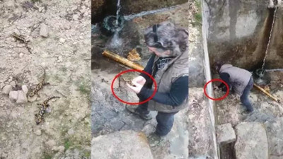 Profesör kendisine gelen konuma koştu! Boş havuzda mahsur kalan 8 ateş semenderi böyle kurtarıldı