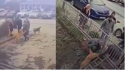 Köpeğin duygulandıran vefası! Adeta insanlık dersi verdi