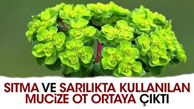 Sıtma ve sarılıkta kullanılan mucize ot ortaya çıktı