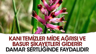 Kanı temizler. Mide ağrısı ve basur şikayetleri giderir. Damar sertliğinde faydalıdır. Bu ot başka ot