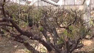 Örtü altında üretildi kilosu 1000 TL. Hasadı 15 gün sonra başlayacak