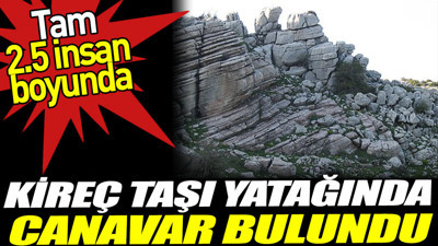 Kireç taşı yatağında canavar bulundu. Tam 2.5 insan boyunca