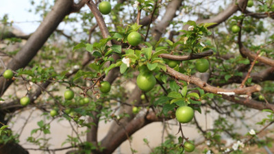 Bu eriğin kilosu 150 dolardan alıcı buluyor! Mersin'de üretilip dünyaya satılıyor