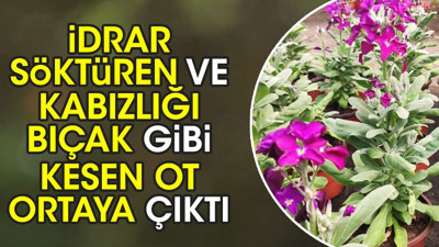 İdrar söktüren ve kabızlığı bıçak gibi kesen ot ortaya çıktı