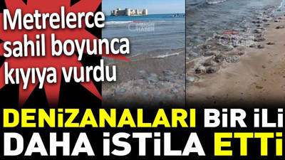 Denizanaları bir ili daha istila etti. Metrelerce sahil boyunca kıyıya vurdu