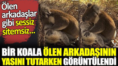 Bir koala ölen arkadaşının yasını tutarken görüntülendi. Ölen arkadaşlar gibi sessiz sitemsiz...