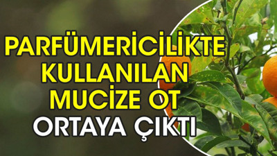 Parfümericilikte kullanılan mucize ot ortaya çıktı