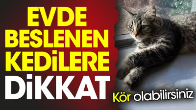Evde beslenen kedilere dikkat! Kör olabilirsiniz