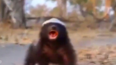 Korkusuz çılgın bal porsuğu belgeselinin yeni seslendirmesi izleyenleri güldürdü