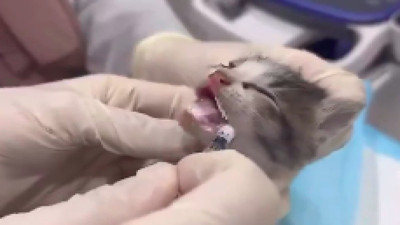 Hasta yavrusunu ağzında taşıyarak veterinere götüren anne kedi duygulandırdı