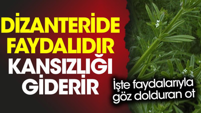 Dizanteride faydalıdır. Kansızlığı giderir. İşte faydalarıyla göz dolduran ot