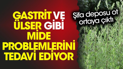 Gastrit ve ülser gibi mide problemlerini tedavi ediyor. Şifa deposu ot ortaya çıktı