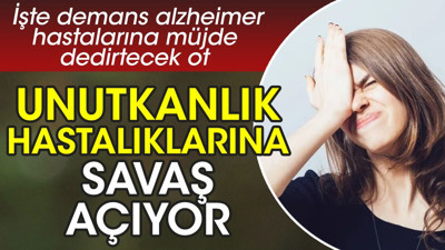 Unutkanlık hastalıklarına savaş açıyor. İşte demans alzheimer hastalarına müjde dedirtecek ot