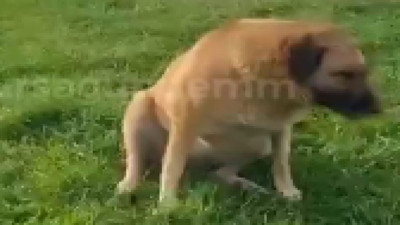 Bursa'da güldüren olay: Engelli taklidi yapan köpek 'zabıta geliyor' deyince kaçtı