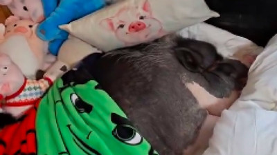 İlginç olay: Bir kişi, Ömer afını verdiği domuzunu kahvaltıya çağırır gibi uyandırdı