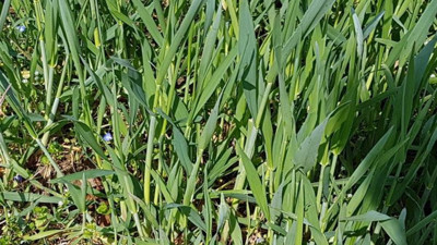 Cilt rahatsızlıklarına şifa oluyor. Egzamayı iyileştiriyor. İşte mucize ot