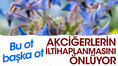 Akciğerlerin iltihaplanmasını önlüyor. Bu ot başka ot