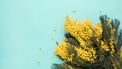 Yüksek ateşi düşürüyor. Yaraları ve küçük kanamaları iyileştiriyor. Bu ot başka ot