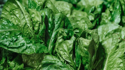 Ispanak bozulmadan aylarca nasıl saklanır? Taze alınmış gibi oluyor