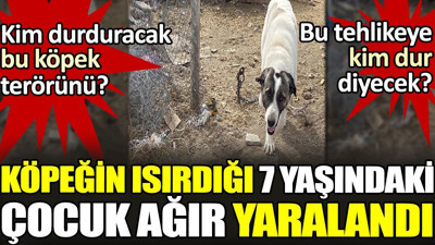 Köpeğin ısırdığı 7 yaşındaki çocuk ağır yaralandı. Kim durduracak bu köpek terörünü? Bu tehlikeye kim dur diyecek?