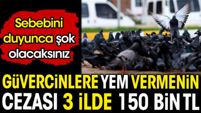 Güvercinlere yem vermenin cezası 150 bin TL. Sebebini duyunca şok olacaksınız