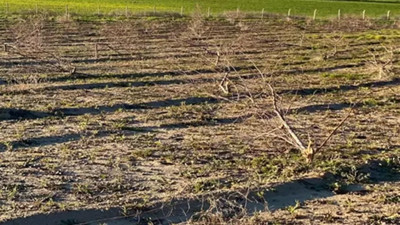 4 yıllık emek bir gecede gitti: Gizlice girdikleri bahçedeki 900 badem ağacını kestiler