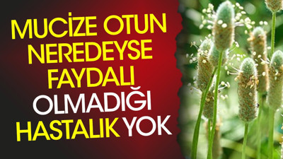 Mucize otun neredeyse faydalı olmadığı hastalık yok