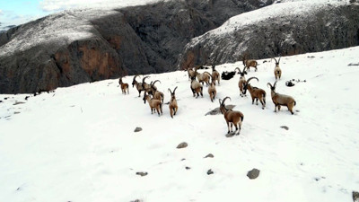 11 bin 284 yaban hayvanını tedavi edip yaşam alanlarına bırakıldı