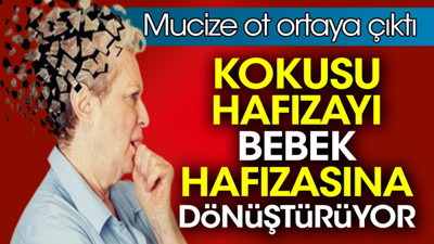 Kokusu hafızayı bebek hafızasına dönüştürüyor. Mucize ot ortaya çıktı