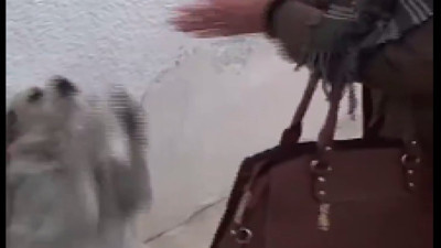 Bayburt'un maskotu olan ve alkışlayınca dans eden "Çirkin" isimli köpeğin videosu güldürdü