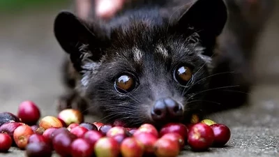 Hayvanları Koruma Örgütü misk kedilerine yönelik işkenceyi eleştirdi