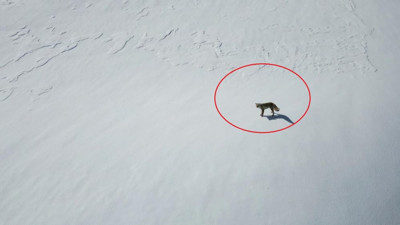 Karlar arasındaki tilki drone ile görüntülendi