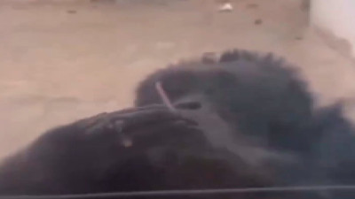 Sigara içerek poz veren maymun izleyenleri güldürdü!