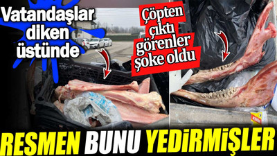 Çöpten çıktı görenler şoke oldu. Resmen bunu yedirmişler! Vatandaşlar diken üstünde
