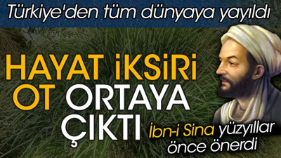 Hayat iksiri ot ortaya çıktı. İbn-i Sina yüzyıllar önce önerdi. Türkiye'den tüm dünyaya yayıldı