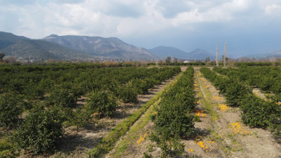 İstanbul'da kilosu 24 tarlada 1 TL. Bedavaya toplayan bile yok