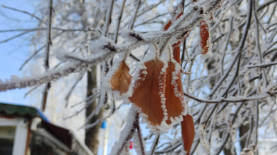 Ardahan buz kesti, ağaçlar kırağı tuttu