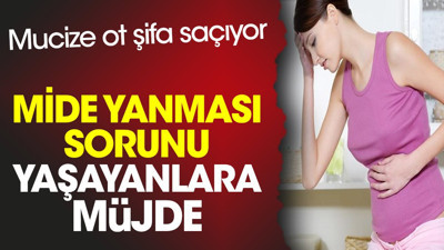 Mide yanması sorunu yaşayanlara müjde. Mucize ot şifa saçıyor