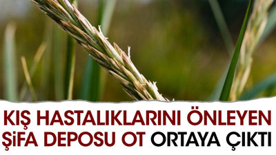 Kış hastalıklarını önleyen şifa deposu ot ortaya çıktı