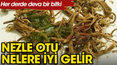 Nezle otu bitkisi nelere iyi gelir