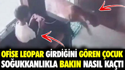 Ofise giren leoparı gören çocuk soğukkanlılıkla bakın nasıl kaçtı