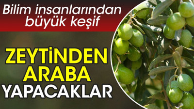 Zeytinden araba yapacaklar. Bilim insanlarından büyük keşif