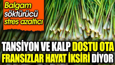 Tansiyon ve kalp dostu ota Fransızlar hayat iksiri diyor. Balgam söktürücü, stres azaltıcı