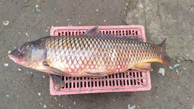 İznik Gölü'nde ağlara 25 kiloluk sarı sazan takıldı