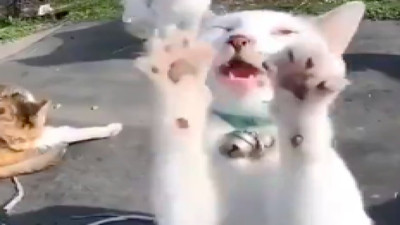 Hapşırık krizine giren kedinin komik görüntüleri sosyal medyada gündem oldu