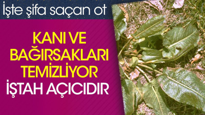 Kanı ve bağırsakları temizliyor. İştah açıcıdır. İşte şifa saçan ot
