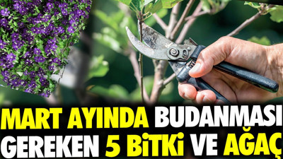 Mart ayında budanması gereken 5 bitki ve ağaç